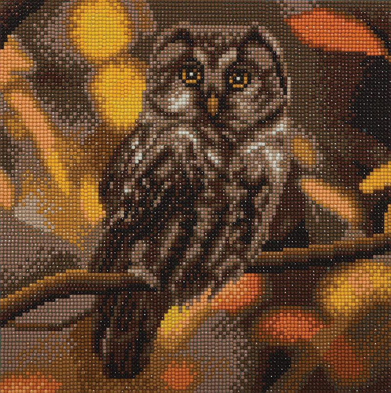 Tawny Owl Medium Kit